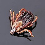 Ward's Wood Tick - Pack of 10